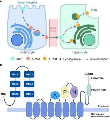 The interplay between copper metabolism and microbes: in perspective of host copper-dependent ATPases ATP7A/B